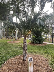 Syagrus schizophylla