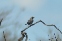 Saltatricula multicolor