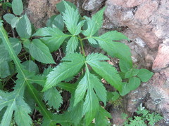 Prionosciadium acuminatum