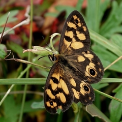 Heteronympha cordace