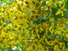 Dendroviguiera quinqueradiata