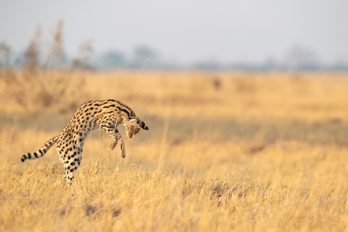 Serval