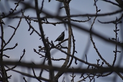 Sitta europaea albifrons