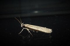 Anisoplaca ptyoptera