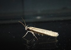 Anisoplaca ptyoptera