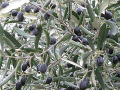 Olea europaea