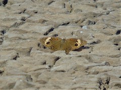 Junonia pacoma