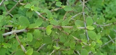 Coprosma ciliata