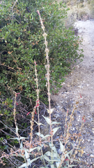 Penstemon centranthifolius