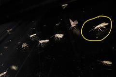 Anisoplaca ptyoptera