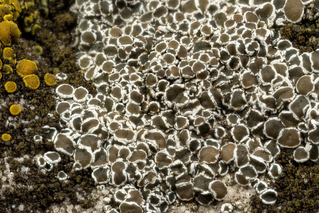 Mortar Rim Lichen