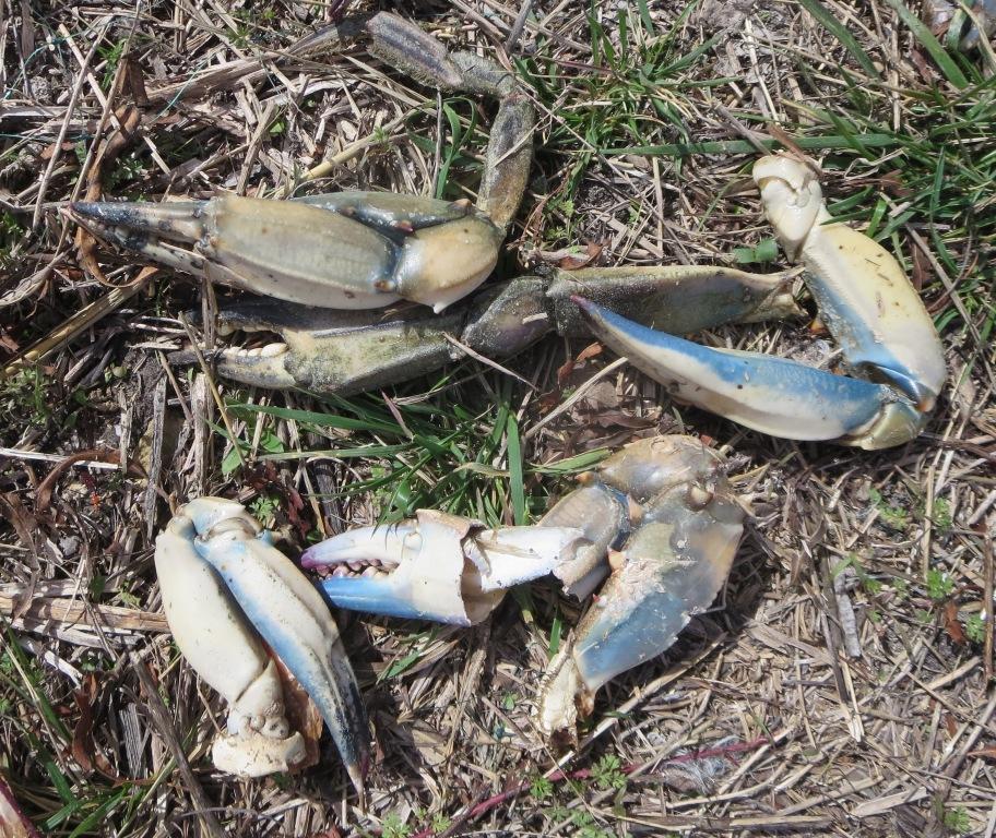 Atlantic Blue Crab from Pflugerville, TX, USA on January 27, 2021 at 02