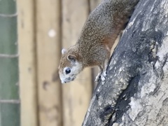 Callosciurus finlaysonii