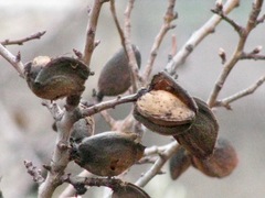 Prunus amygdalus