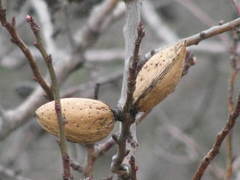Prunus amygdalus