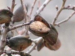 Prunus amygdalus