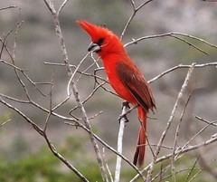 Cardinalis phoeniceus
