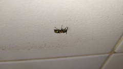 Polybia occidentalis
