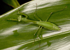 Stagmomantis venusta