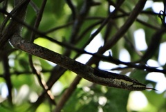 Thelotornis capensis capensis