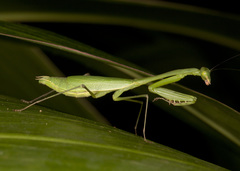 Stagmomantis venusta
