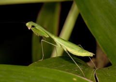 Stagmomantis venusta