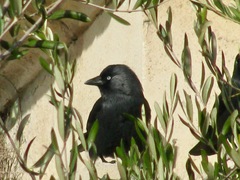 Corvus monedula
