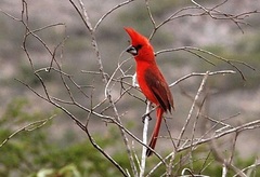 Cardinalis phoeniceus