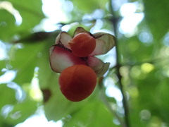 Euonymus occidentalis