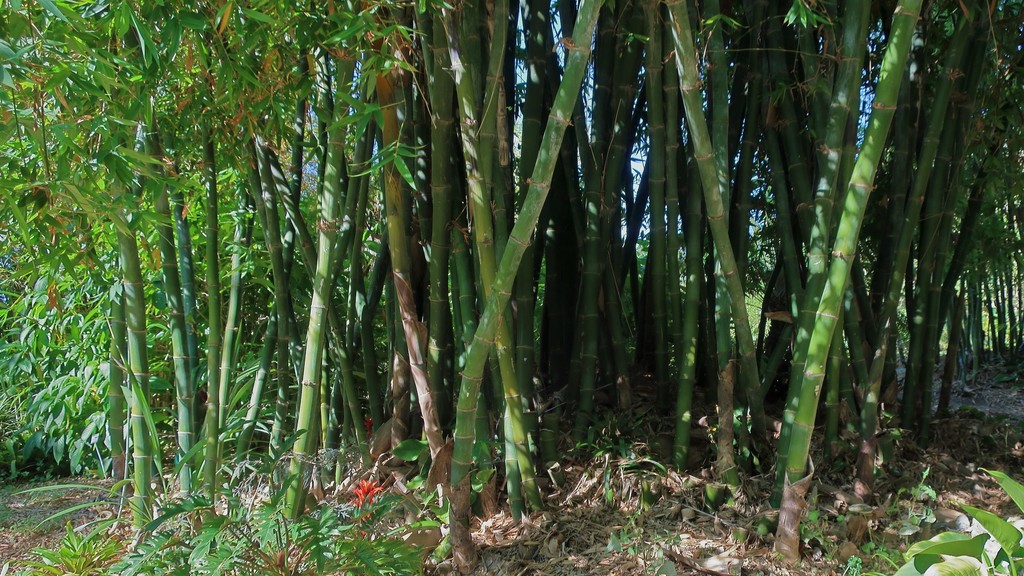 Bambusa beecheyana (Bambusa beecheyana)