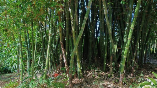 Bambusa beecheyana