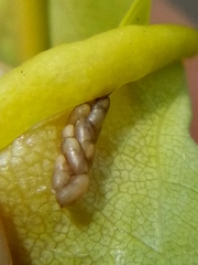 Platygaster robiniae