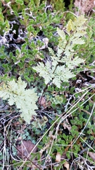 Myriopteris wrightii