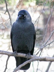 Corvus monedula