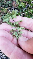 Myriopteris wrightii