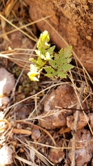 Myriopteris wrightii