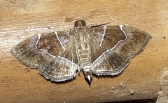 Lamprosema