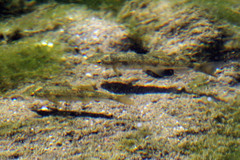 Catostomus occidentalis