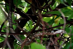 Thelotornis capensis capensis