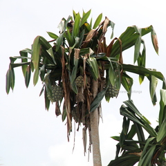 Pandanus dubius