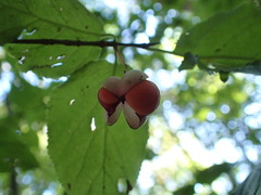 Euonymus occidentalis