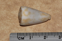 Conus rufimaculosus