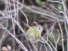 Regulus regulus regulus