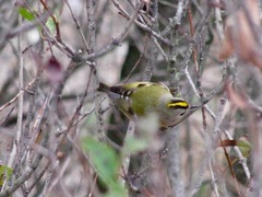 Regulus regulus regulus