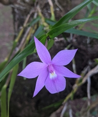 Dimerandra emarginata