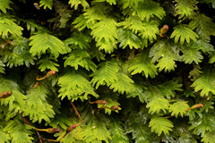 Fissidens subbasilaris