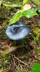 Nitida