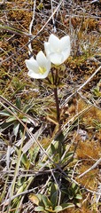 Gentianella montana