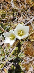 Gentianella montana
