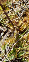 Gentianella montana